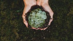 El momento ideal para abonar las suculentas según los jardineros&nbsp;