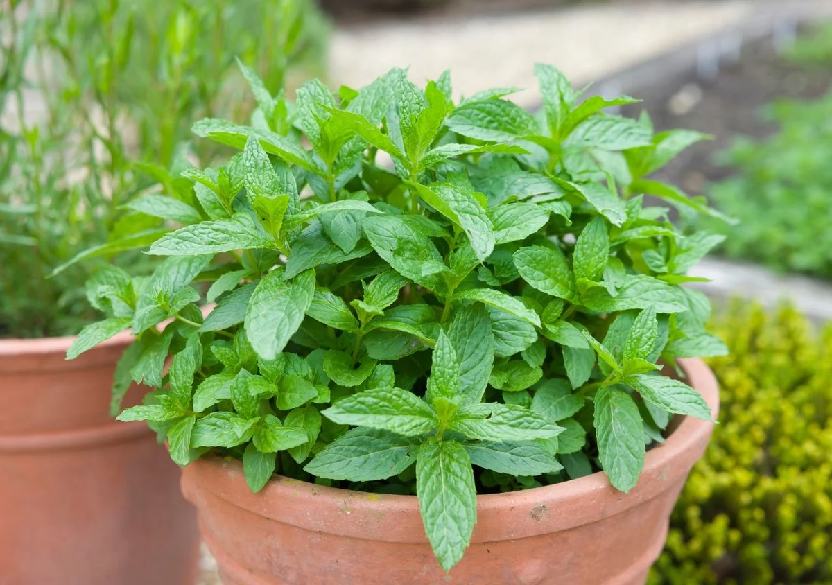 La menta se utiliza para preparar infusiones