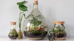 Respira profundo para saber el truco y crear un jardín eterno en frasco