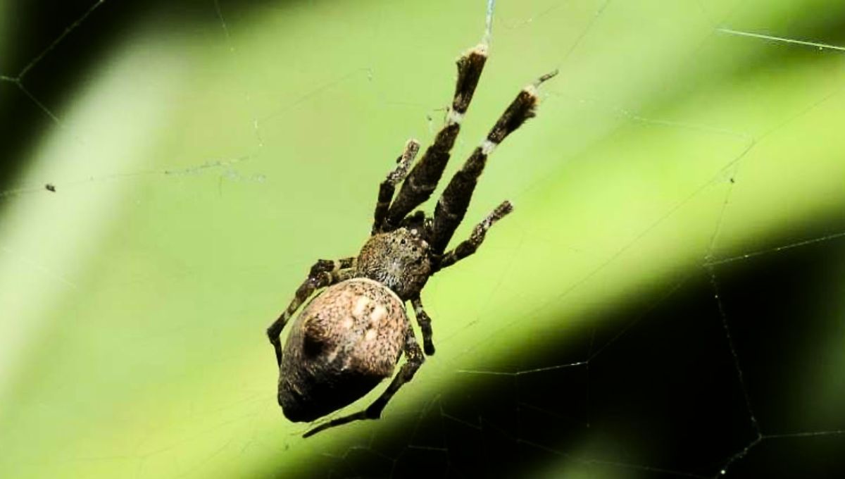 El método de caza de esta araña fue descubierto en el año 1931