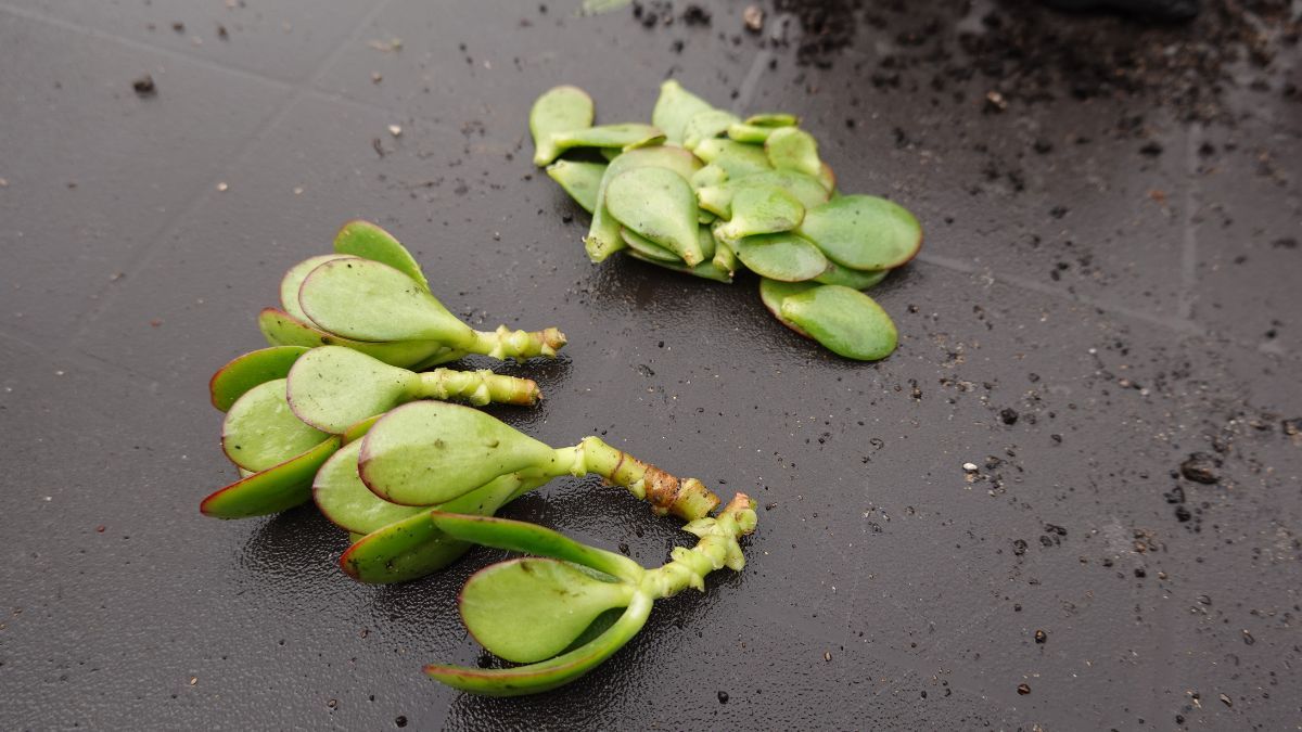 Aumenta la energía positiva de tu árbol de Jade usando solamente sus ramas