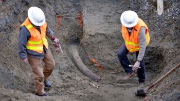 Hallaron unos colmillos gigantescos de mamut