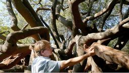 Plantó cientos de árboles para delimitar una frontera: tiene más de 300 años y es un símbolo de colonización