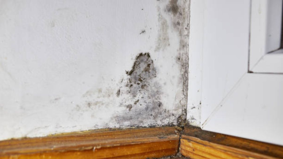 Decile adiós a las manchas de humedad de las paredes.