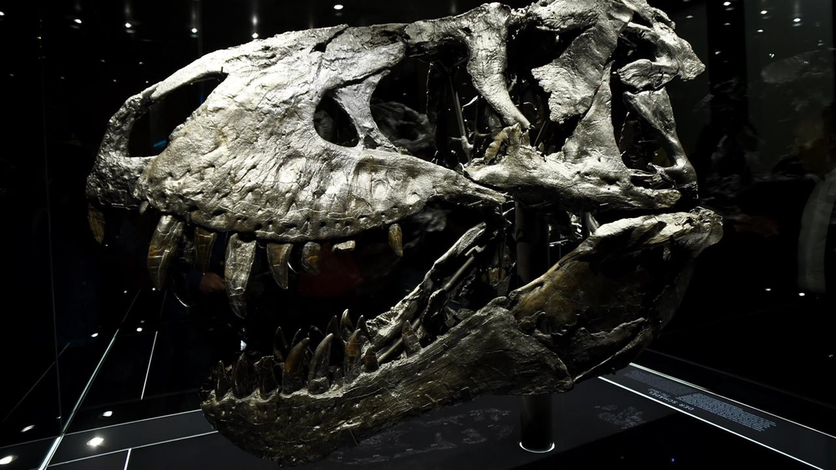 Este streaming es ideal para las personas apasionadas por los dinosaurios Este streaming es ideal para las personas apasionadas por los dinosaurios