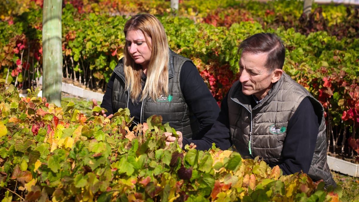 La investigación comenzó en el 2016 y en ella participó la gente del vivero Mercier y científicos del Conciet. La investigación comenzó en el 2016 y en ella participó la gente del vivero Mercier y científicos del Conciet.