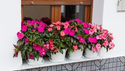 Impatiens walleriana es una planta muy popular en los hogares. Imagen: Pixabay.