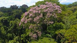 el arbol unico en el mundo que sobrevive al fuego, la sequia y los rayos es de america latina