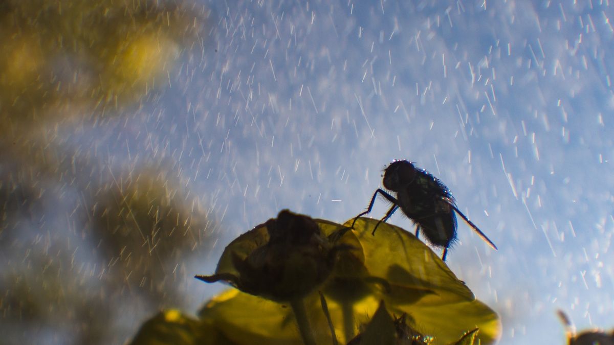 La humedad favorece la reproducción de muchos insectos