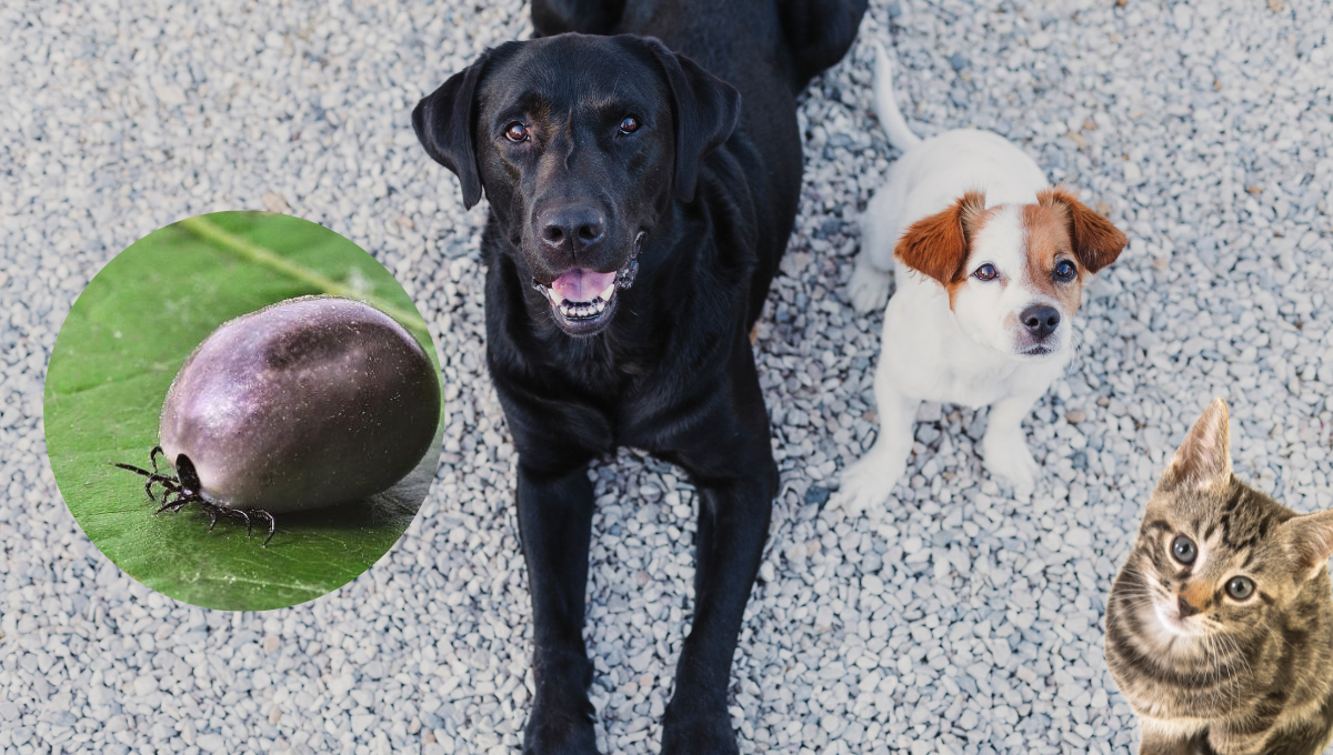 Cómo erradicar el ciclo de vida de una garrapata antes de que afecte a tu mascota