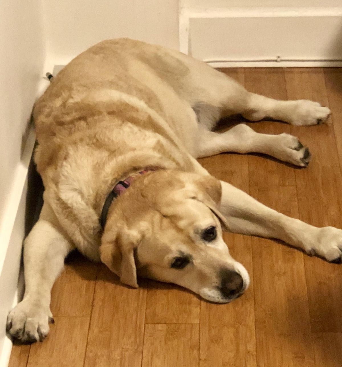 Controlar el peso de los perros labradores es muy complicado, y un estudio revela el porqué. Controlar el peso de los perros labradores es muy complicado, y un estudio revela el porqué.