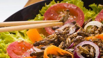 Insectos y carne de laboratorio: el nuevo menú europeo