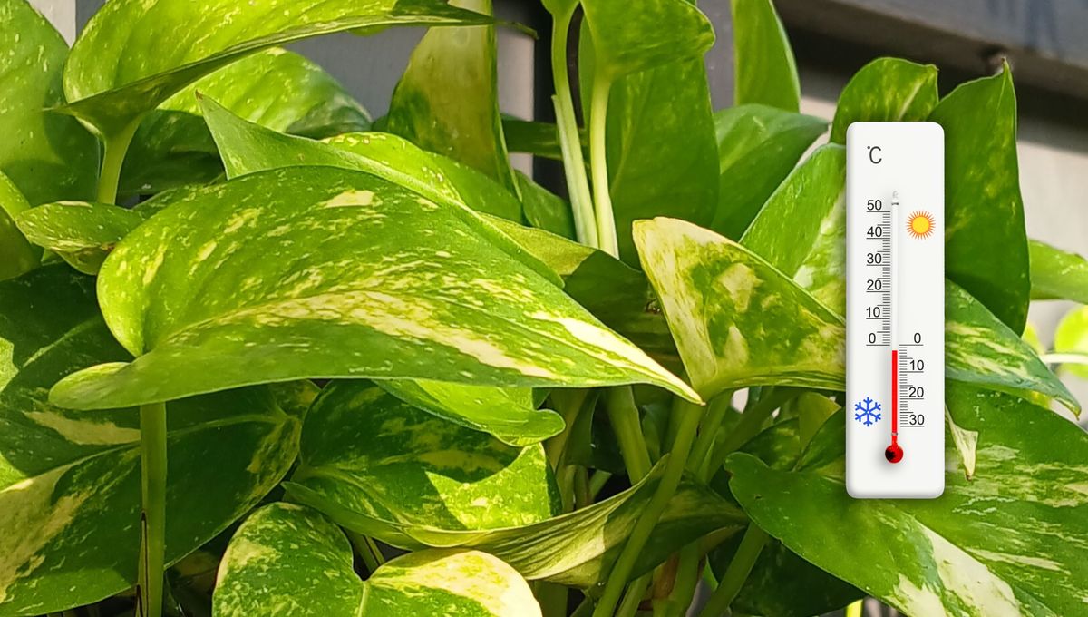 La temperatura y la humedad son esenciales para las plantas. La temperatura y la humedad son esenciales para las plantas. 