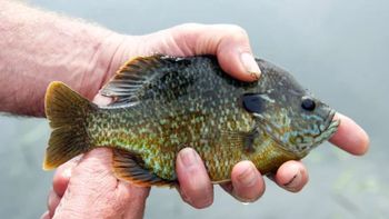 En 1960, Chicago le regaló al futuro emperador de Japón 18 peces, y hoy ya son 45 millones creciendo sin control