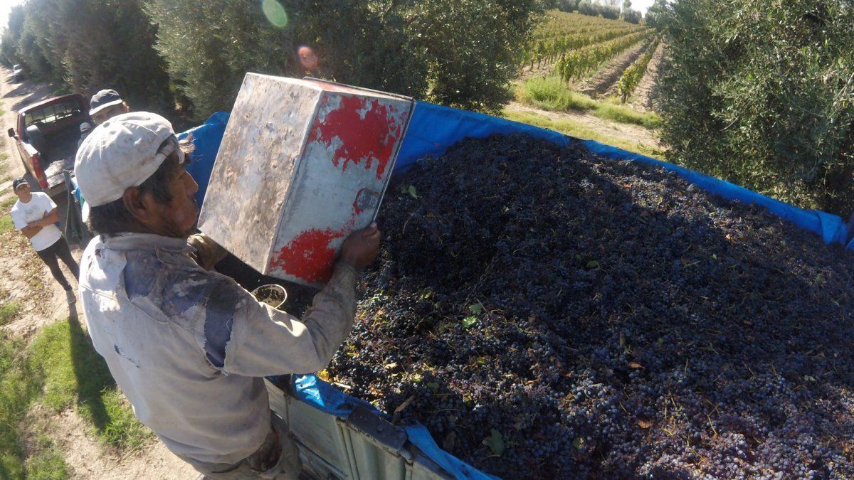 No habrá otra como la cosecha 2021. La pandemia ha afectado su desarrollo, en cuanto a cantidad de cosechadores, pero también ha habido influencias climáticas y de mercado&nbsp;