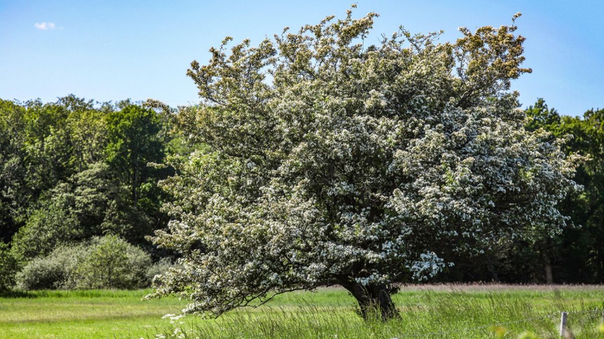 HORÓSCOPO CELTA: las predicciones para todos los signos en el inicio del Mes del Espino. HORÓSCOPO CELTA: las predicciones para todos los signos en el inicio del Mes del Espino.