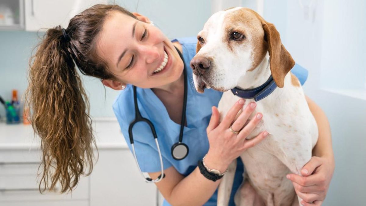 Día Mundial del Veterinario: ¿Por qué se celebra este sábado 29 de abril?