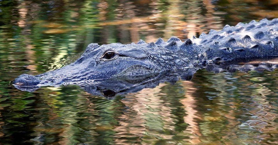Encontraron muerto al nene de dos años arrastrado por un caimán en un resort de Disney