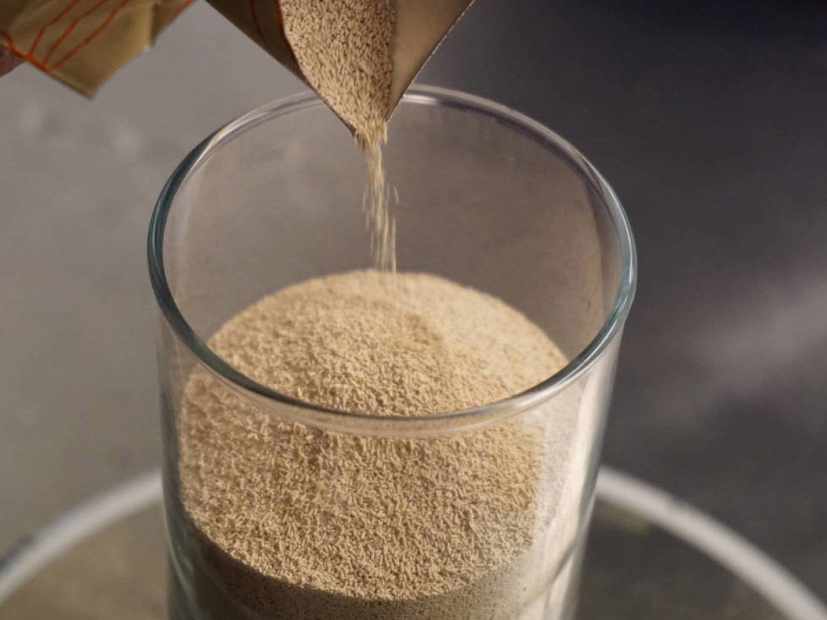 Pulgas en perros: el famoso hongo que puedes utilizar para proteger a tu mascota Pulgas en perros: el famoso hongo que puedes utilizar para proteger a tu mascota