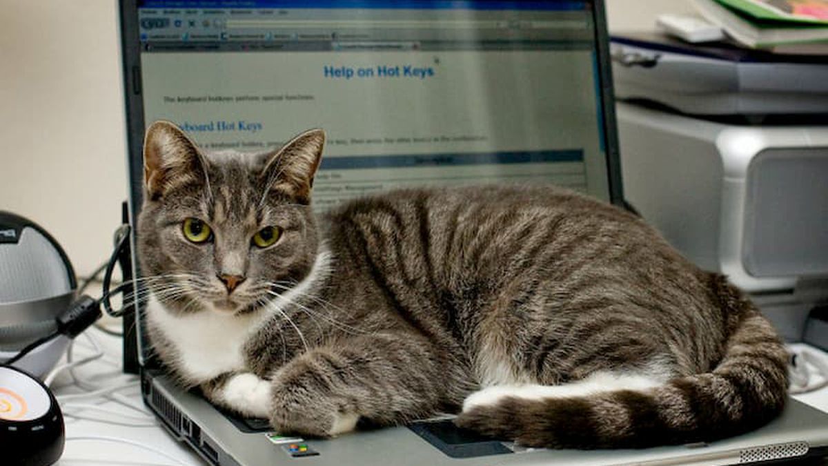 Es muy común que los gatos se recuesten sobre el teclado de la computadora.