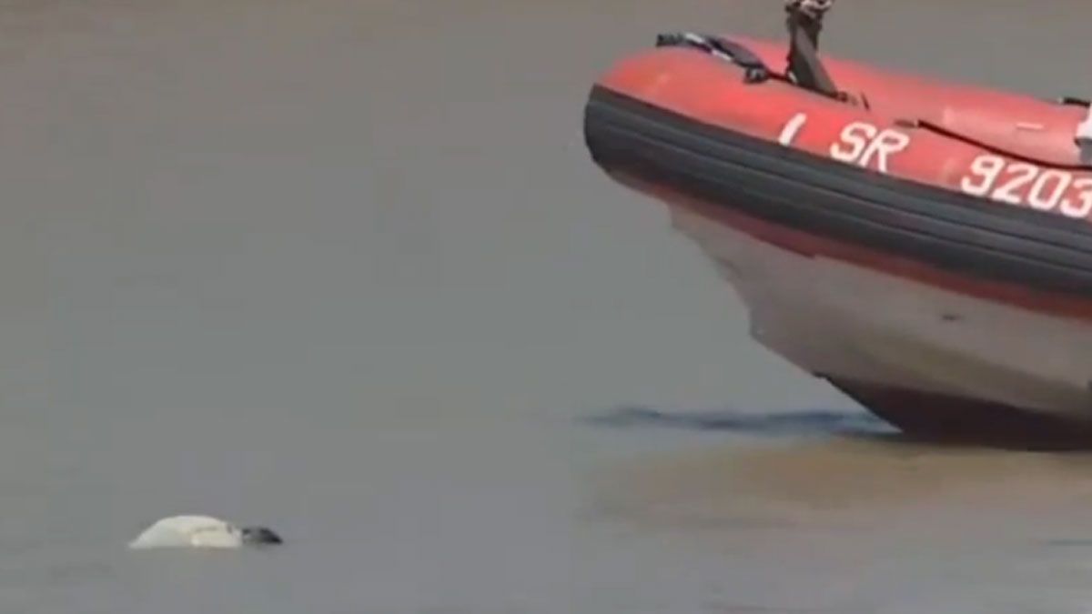 Quién es el hombre que encontraron flotando: muerte y misterio en el espejo de agua