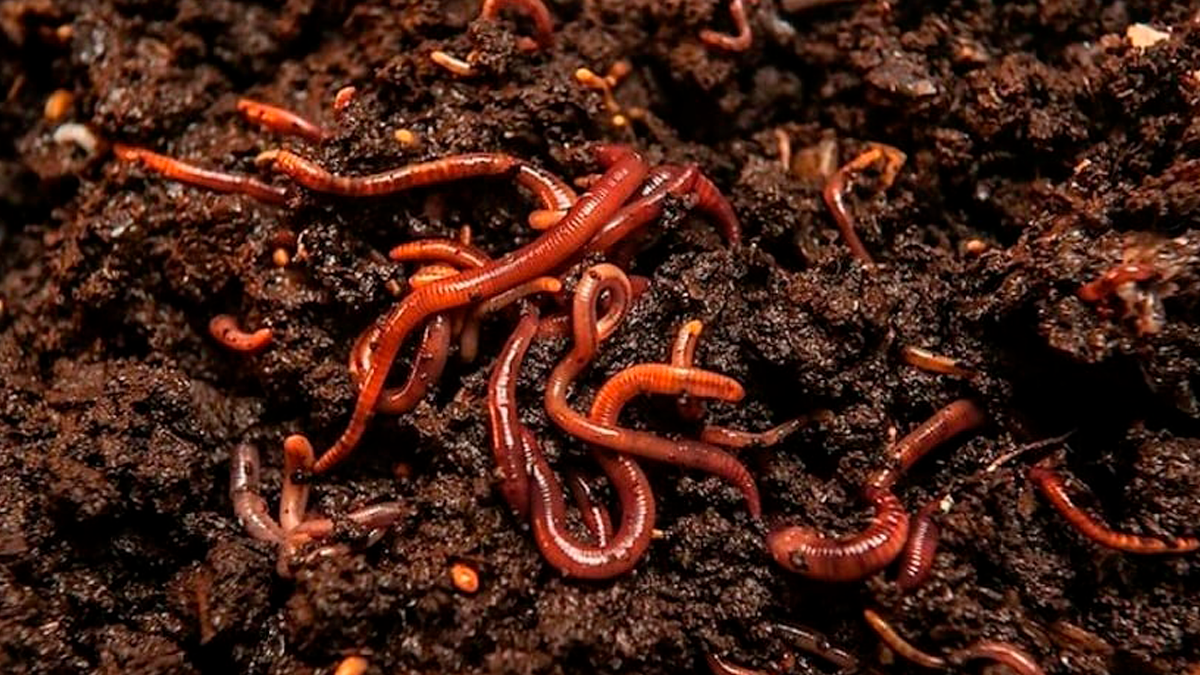 Los gusanos o larvas de tierra no tienen un significado de los sueños negativo.