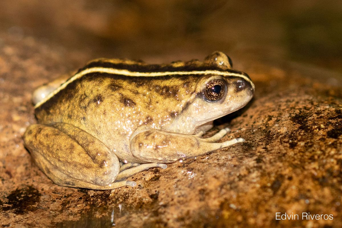 Sorprendente descubrimiento en Chile: una rara especie animal después de 130 años. Foto: Edvin Riveros Sorprendente descubrimiento en Chile: una rara especie animal después de 130 años. Foto: Edvin Riveros