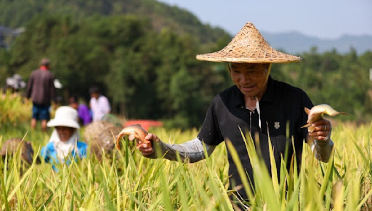 Este país combinó el cultivo de arroz con la cría de peces, optimizando los recursos. Fuente: Yangwukui Este país combinó el cultivo de arroz con la cría de peces, optimizando los recursos. Fuente: Yangwukui 