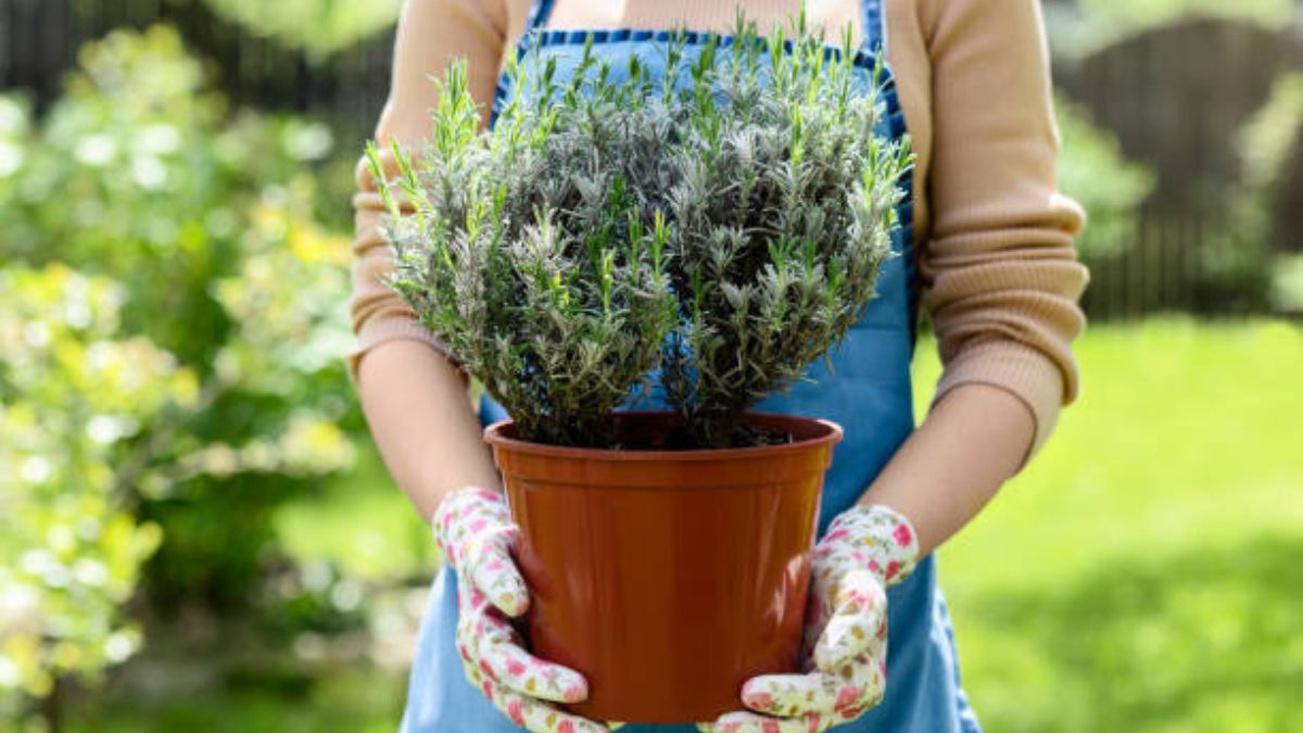 La lavanda dejará de ser la estrella de tu jardín.