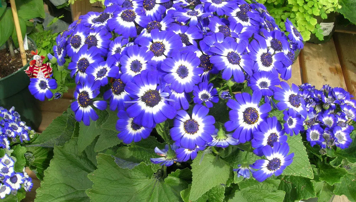 Esta planta se puede cultivar en maceta o directamente en el sustrato del jardín. Imagen: Freepik. Esta planta se puede cultivar en maceta o directamente en el sustrato del jardín. Imagen: Freepik.