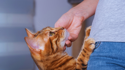 ¿Qué significa qué un gato se estire sobre una persona?
