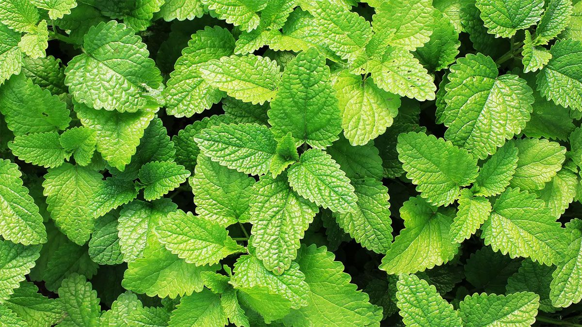 Cómo usar la planta de menta para beneficiarnos según el Feng Shui