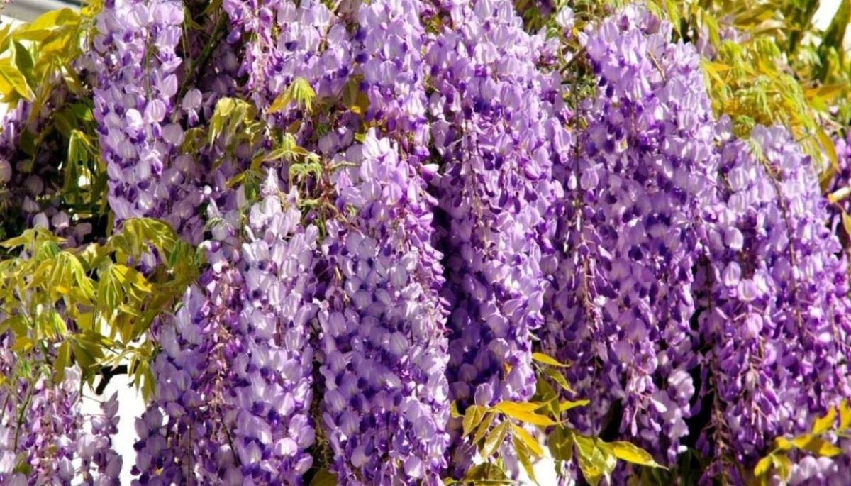 La Wisteria sinensis es considerada una de las enredaderas más indicadas para decorar la entrada de casa. La Wisteria sinensis es considerada una de las enredaderas más indicadas para decorar la entrada de casa.