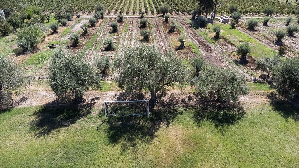 ¿Por qué no imaginar una Vendimia con olivos? ¿Por qué no imaginar una Vendimia con olivos?