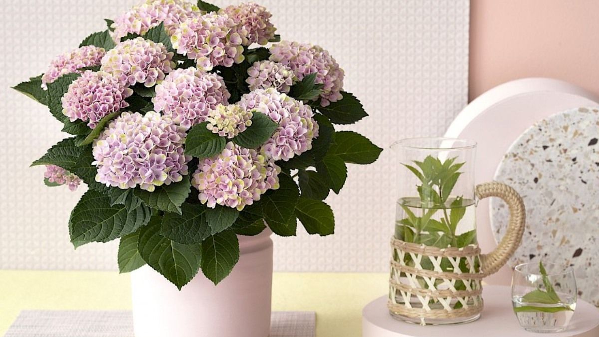 Feng Shui: las 4 plantas que deberías quitar del hogar para evitar las malas energías Feng Shui: las 4 plantas que deberías quitar del hogar para evitar las malas energías