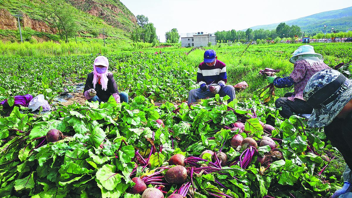 Agricultores de la provincia de Qinghai recolectan remolachas procedentes de semillas espaciales dentro de un parque destinado a mostrar estos avances. PARA USO DE CHINA DAILY