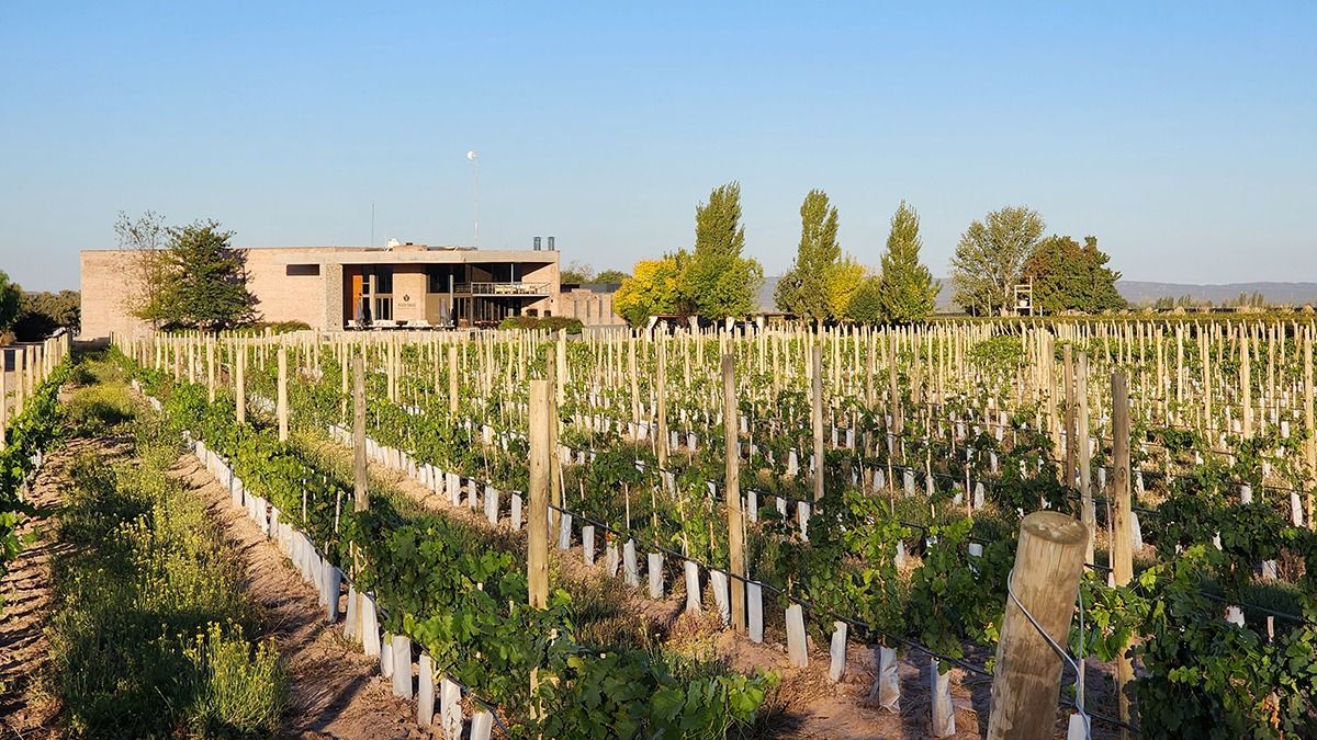 En la finca de Penedo Borges se cultiva malbec, cavernet sauvignon, sauvignon blanc, chardonnay y se seleccionan exlcusivamente uvas malbec para hacer un vino blanco