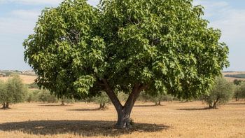 El árbol que da uno de los frutos más deliciosos pero que nunca deberías tenerlo en casa El árbol que da uno de los frutos más deliciosos pero que nunca deberías tenerlo en casa