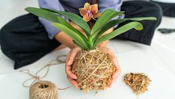 El sustrato ideal para las orquídeas del jardín.&nbsp;