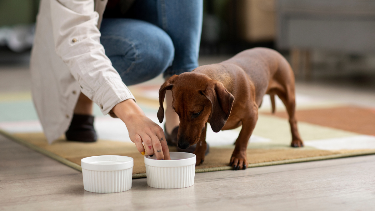 Tu perro debe comer su alimento a la misma hora todos los días. Tu perro debe comer su alimento a la misma hora todos los días.