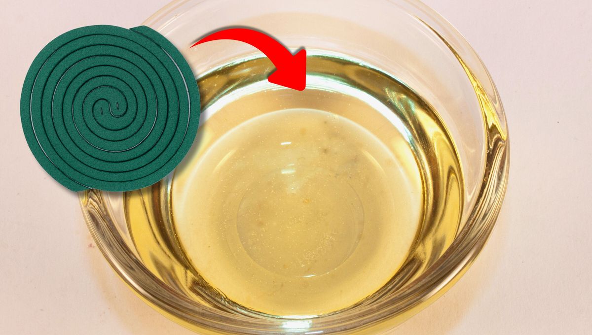 Por qué hay que remojar en vinagre un espiral de mosquitos: ¿qué significa?