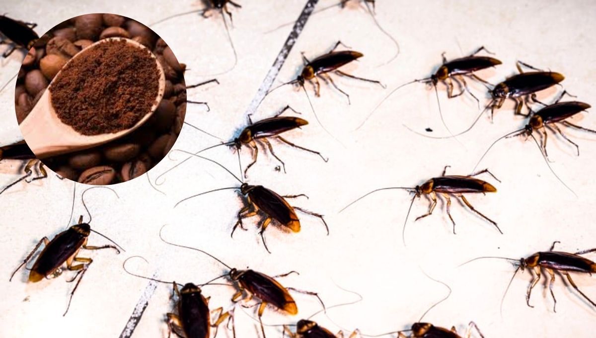 Las cucarachas de tu hogar pueden ser eliminadas a través de una sencilla trampa