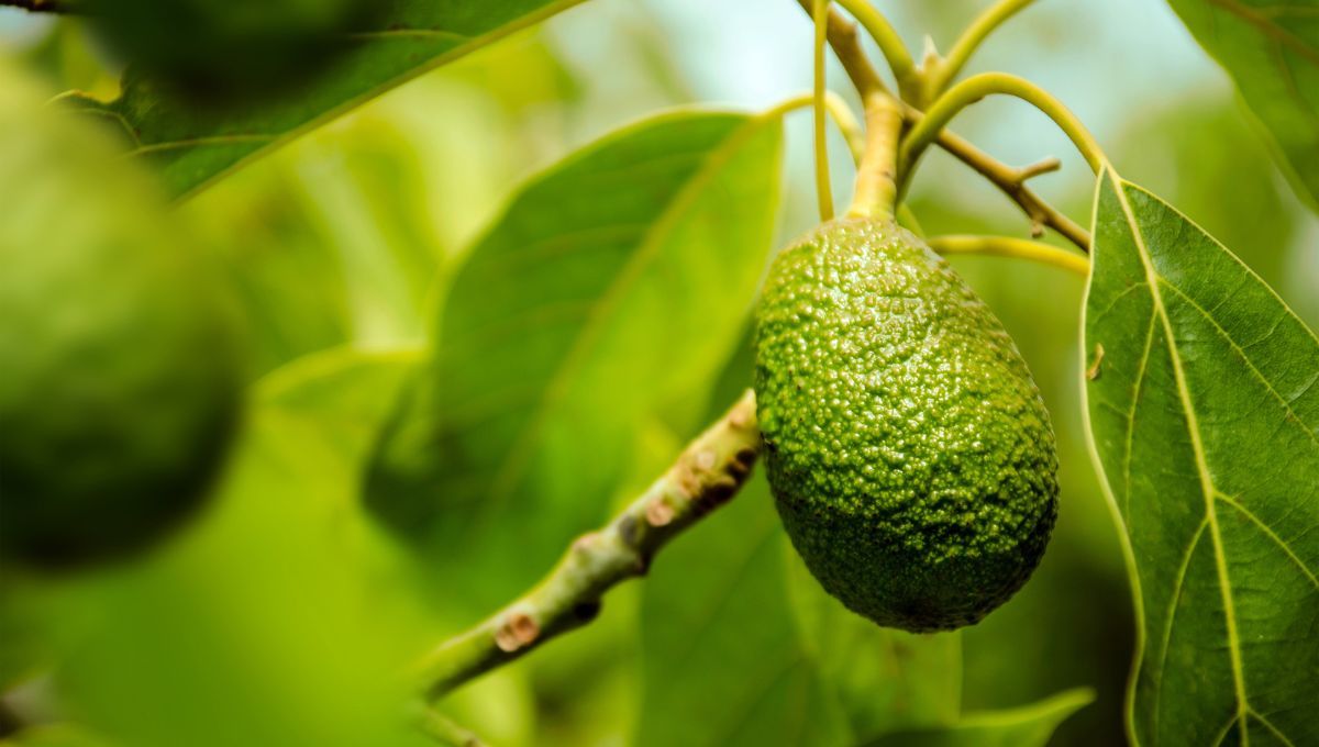 El fertilizante casero que se hace con ingredientes de cocina que seguro tiras 