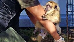 El mono que fue rescatado en La Matanza.