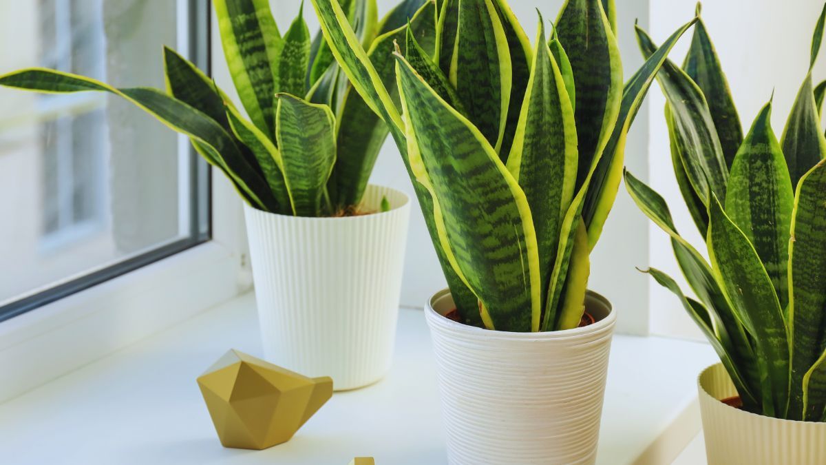 Evita dejar tu lengua de suegra en estos lugares de casa.