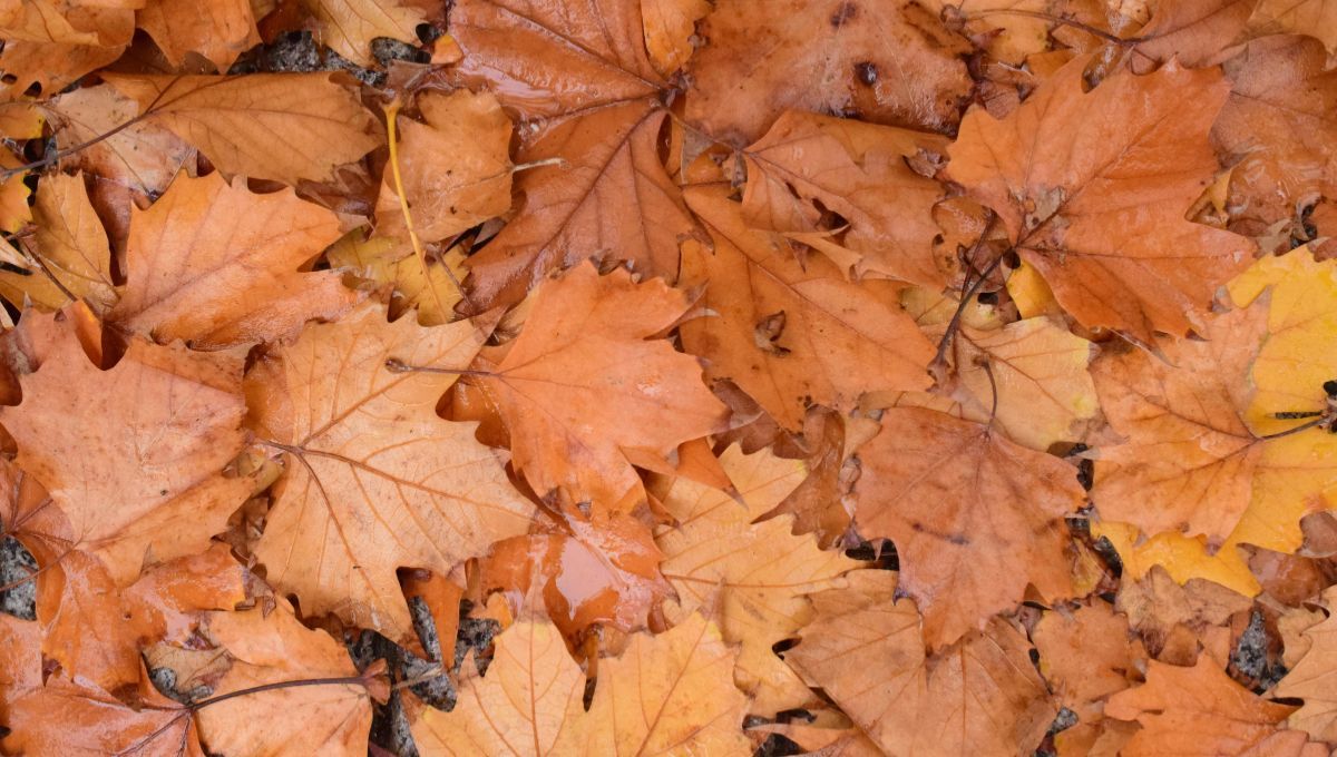 Recicla las hojas de otoño: ideas para darles una segunda vida
