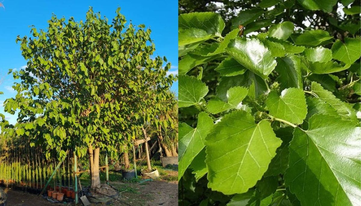 Esta planta requiere un mantenimiento básico, así que la puede cuidar desde un jardinero inexperto hasta un profesional. Esta planta requiere un mantenimiento básico, así que la puede cuidar desde un jardinero inexperto hasta un profesional.