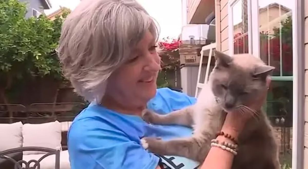El gato Rayne Beau en casa, recuperándose tras su increíble travesía El gato Rayne Beau en casa, recuperándose tras su increíble travesía