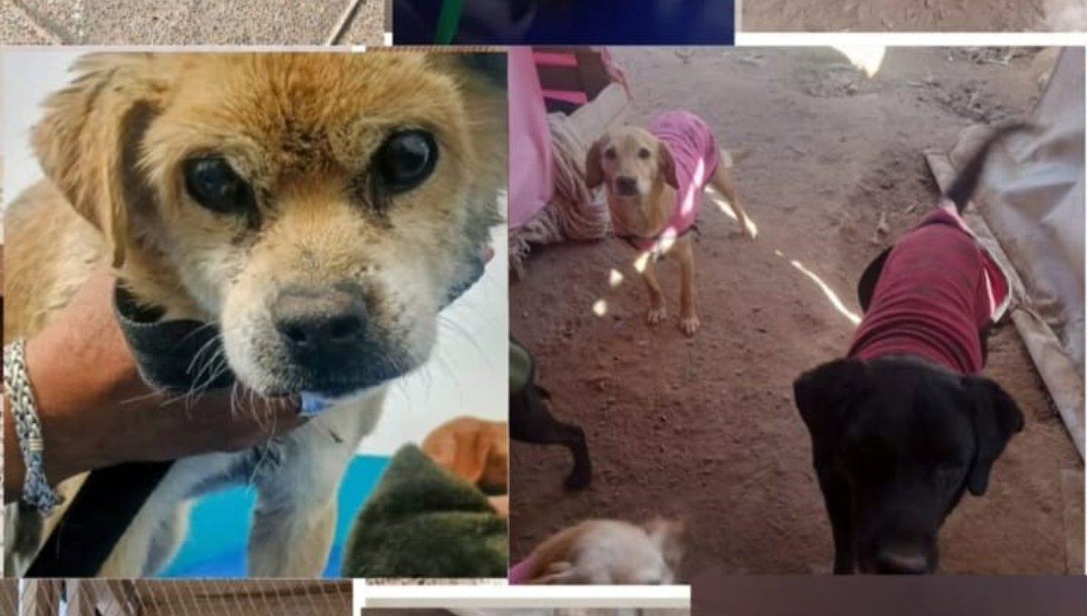 Durante el invierno, el refugio recibió un número muy alto de perros adultos. Durante el invierno, el refugio recibió un número muy alto de perros adultos.