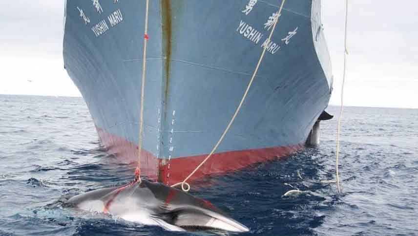 Japón retomará la caza de ballenas después de 30 años a pesar de los ecologistas